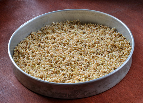 Sprouted rice is healthier than regular brown rice.