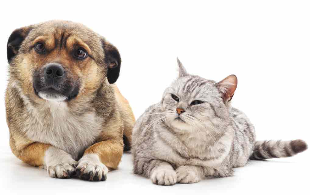 These seven items can poison your pet.