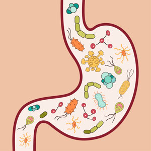 A healthy gut can lead to good weight loss.