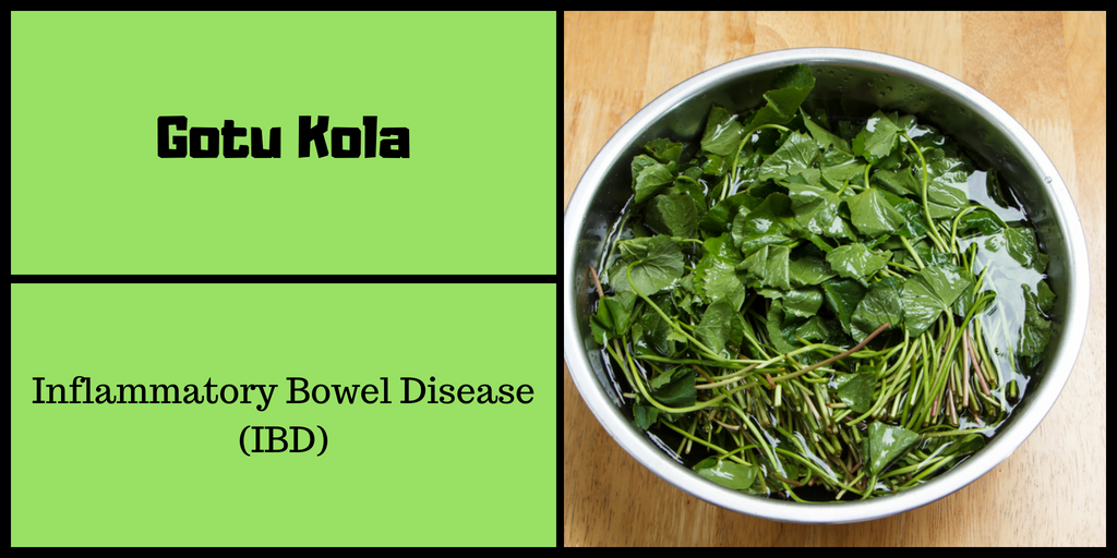 Gotu Kola (Pennywort) for IBD